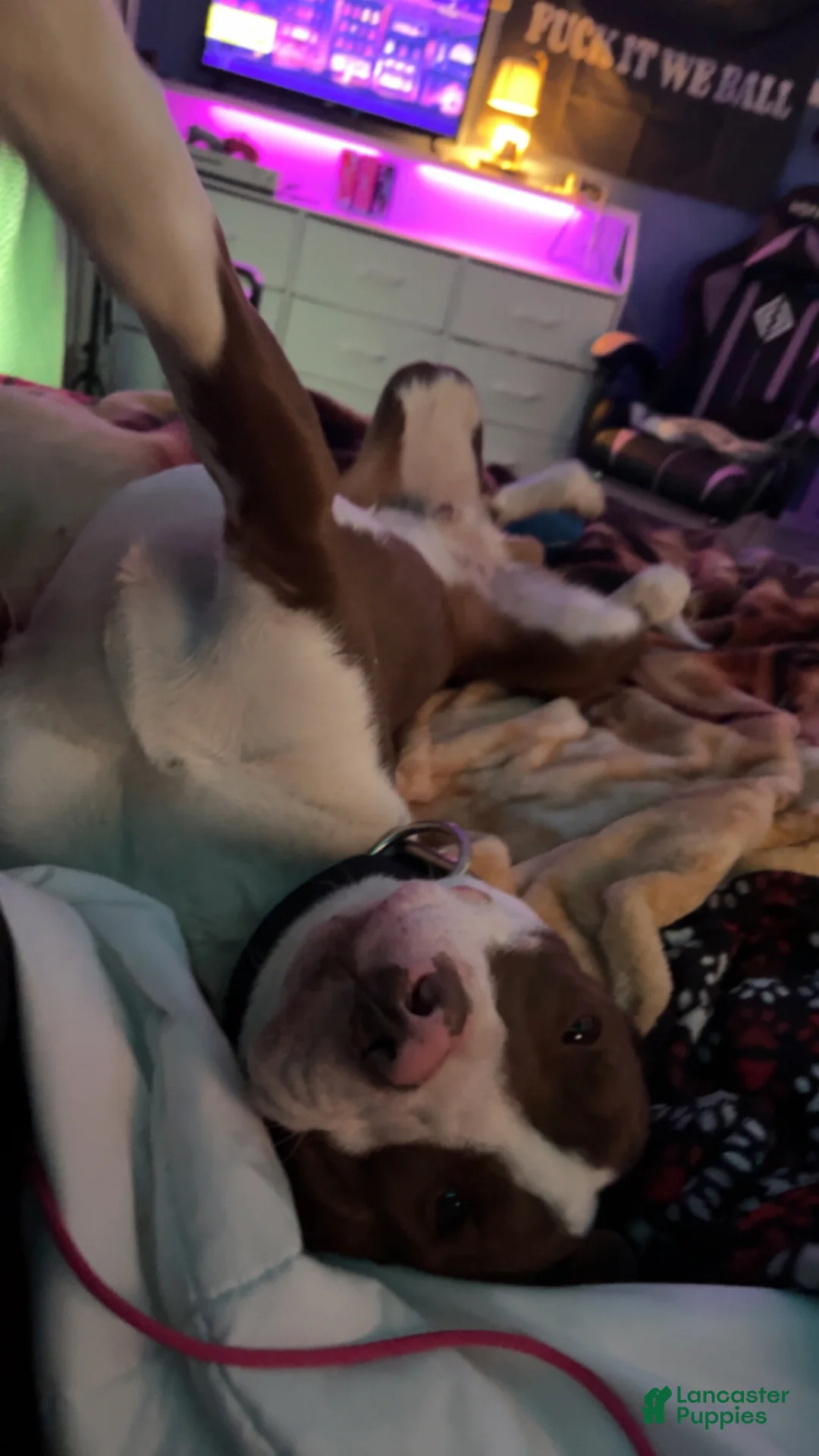 American Pit Bull Terrier dogs for sale: American Pit Bull Terrier Puppy 1 - Ad 7