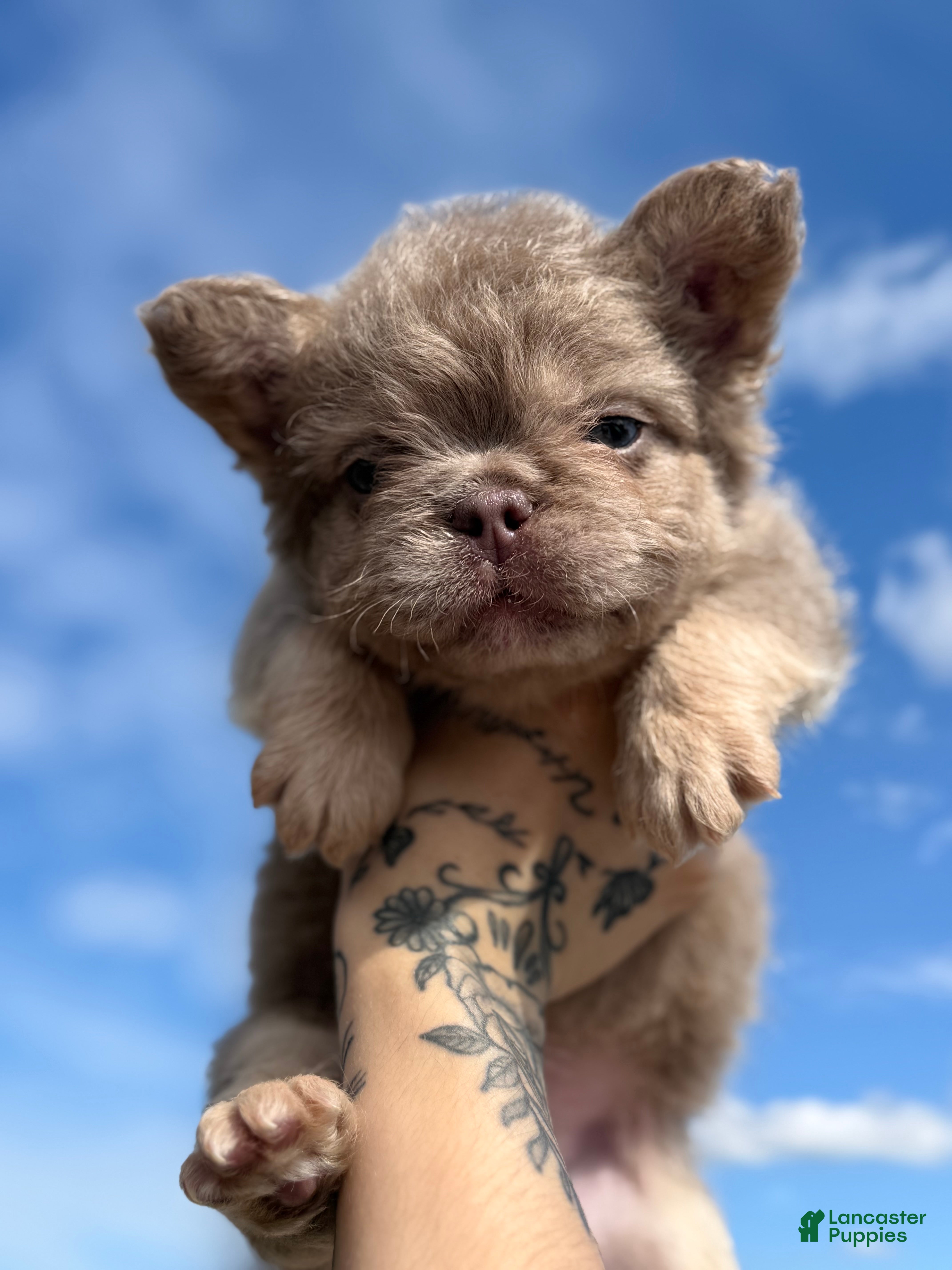 French Bulldog dogs for sale: French Bulldog 2 - Ad 9