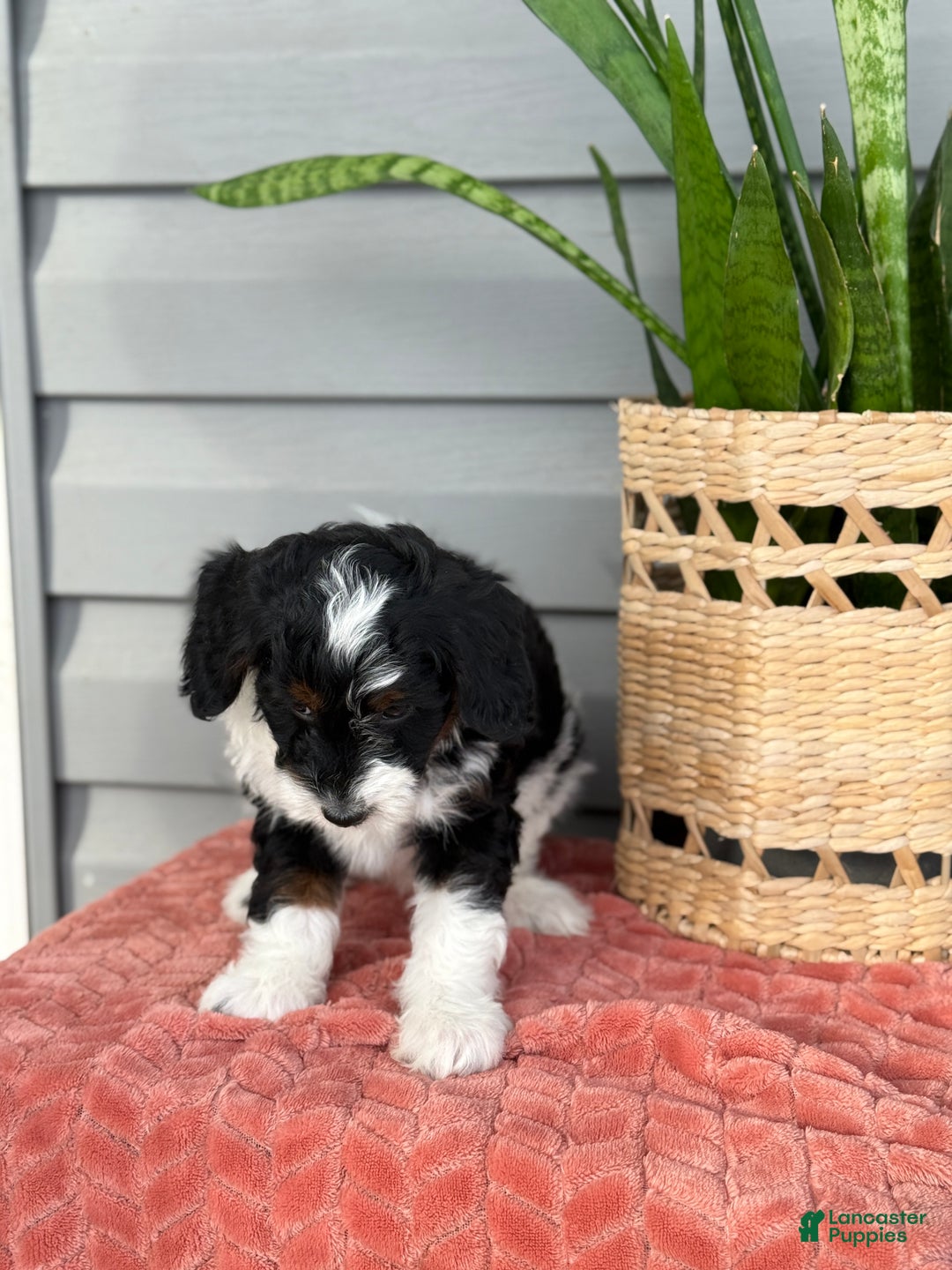Mini Bernedoodle dogs for sale: Foxy - Ad 8