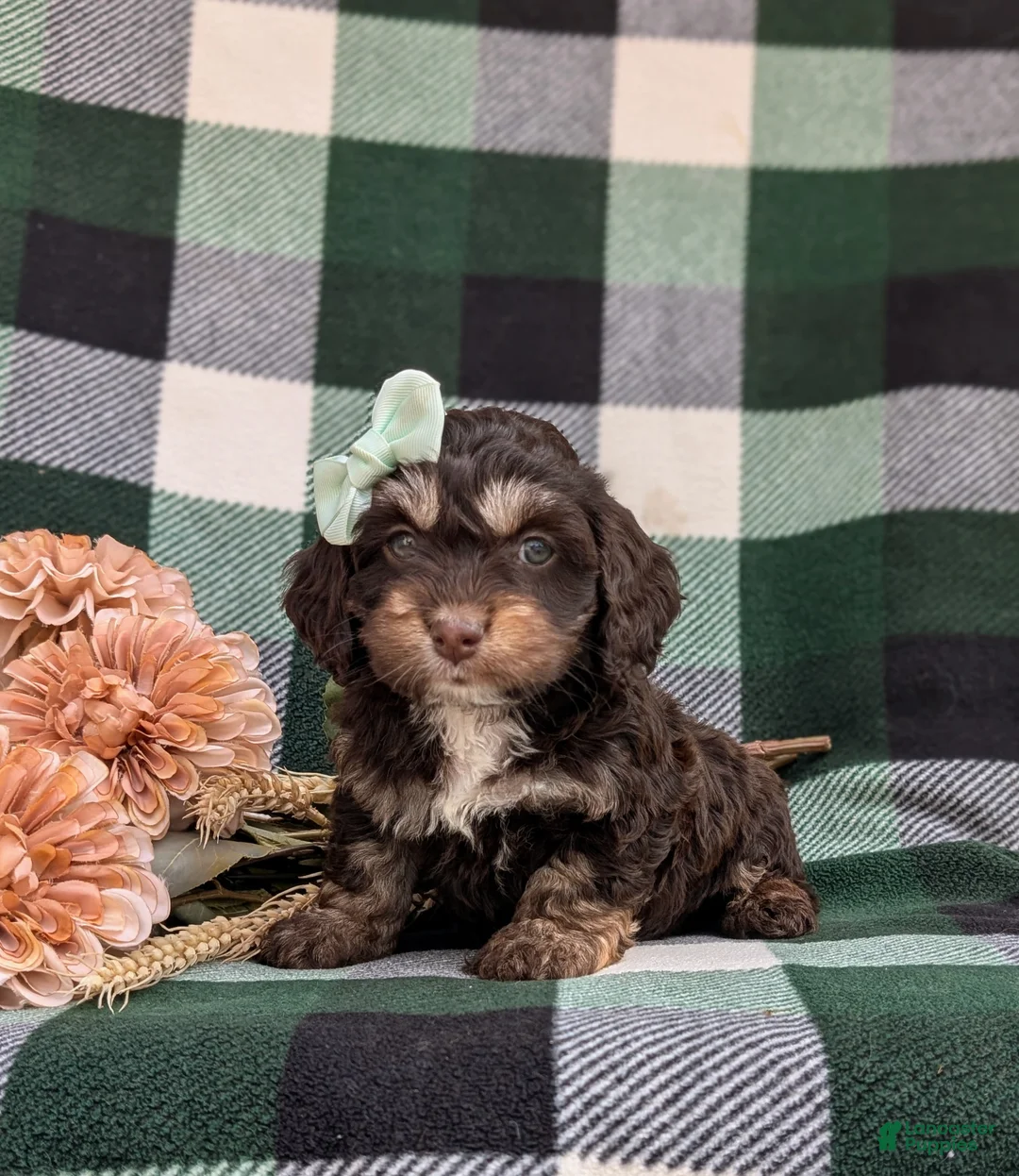 Cockapoo dogs for sale: Layla - Ad 2