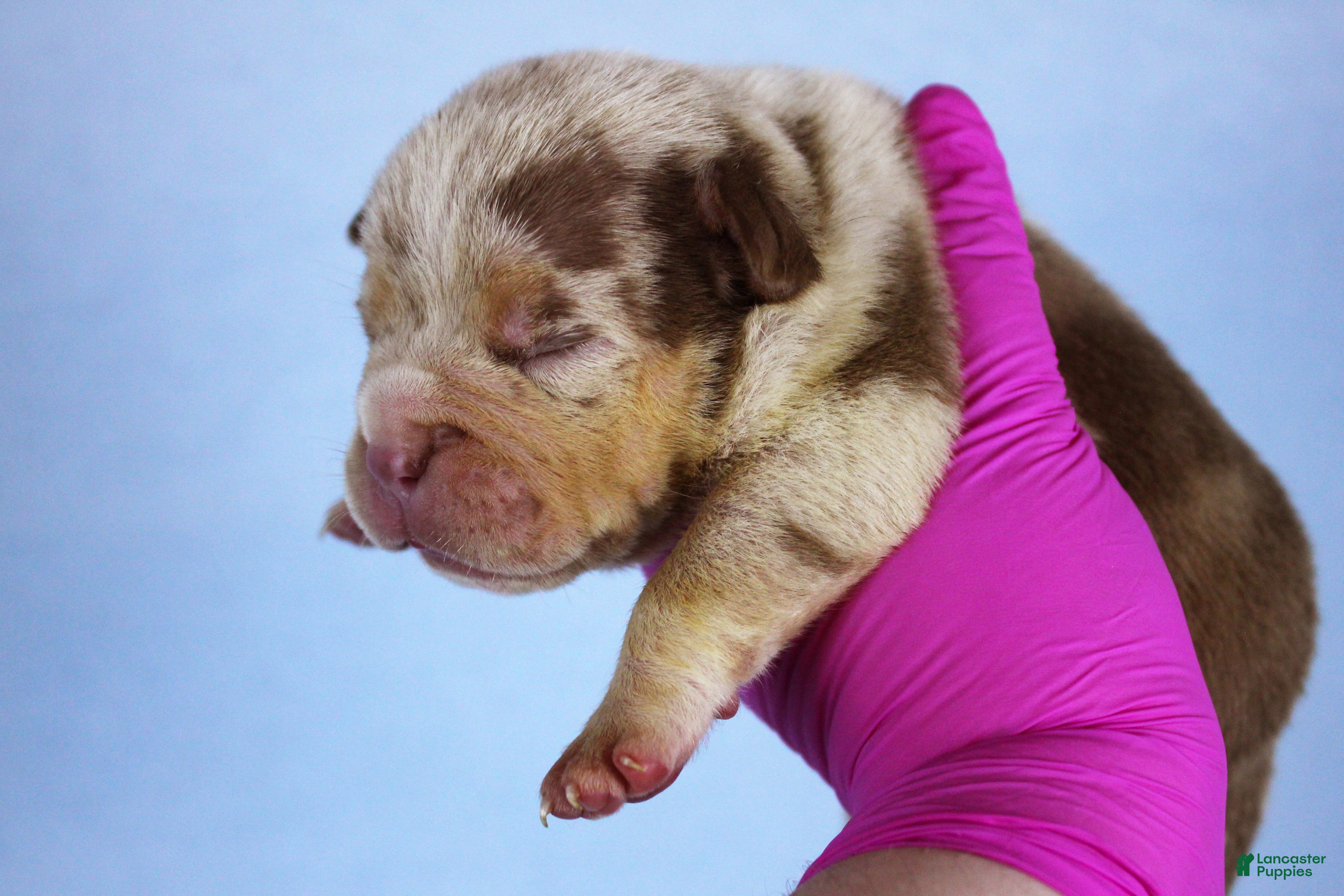 American Bully dogs Chocolate Tri Merle Female - Ad 1