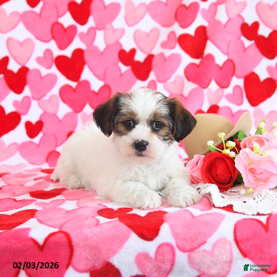 Shorkie dogs Rosie - Ad 2