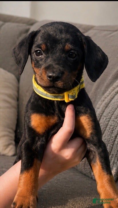 Doberman Pinscher dogs for sale: Tweety  - Ad 1