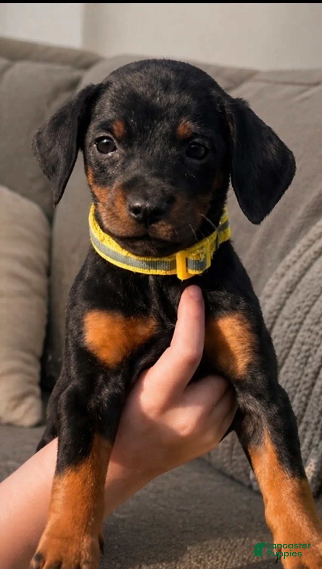 Doberman Pinscher dogs for sale: Tweety  - Ad 1