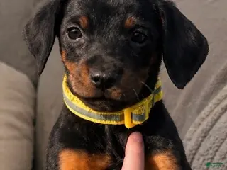 Doberman Pinscher dogs for sale: Tweety - Ad 1