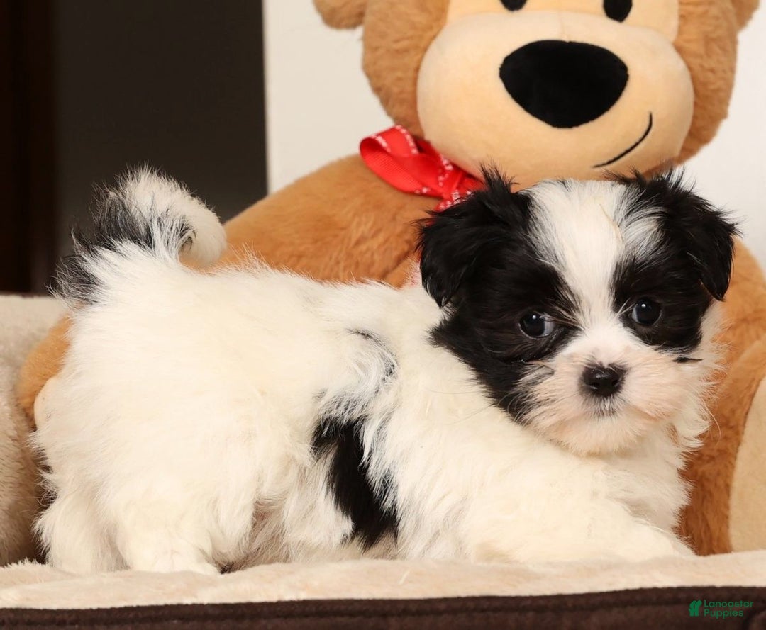 Malshi dogs for sale: Itzy - Ad 2