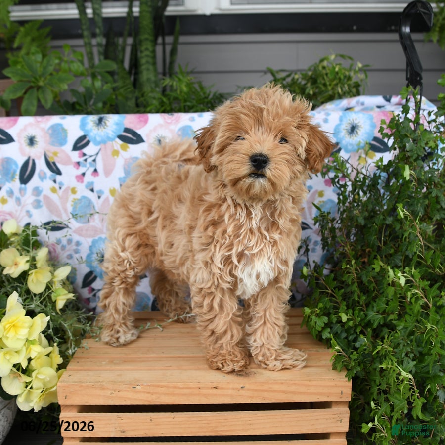 Maltipoo dogs Janie - Ad 1