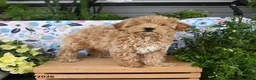 Maltipoo dogs for sale: Janie - Ad 1
