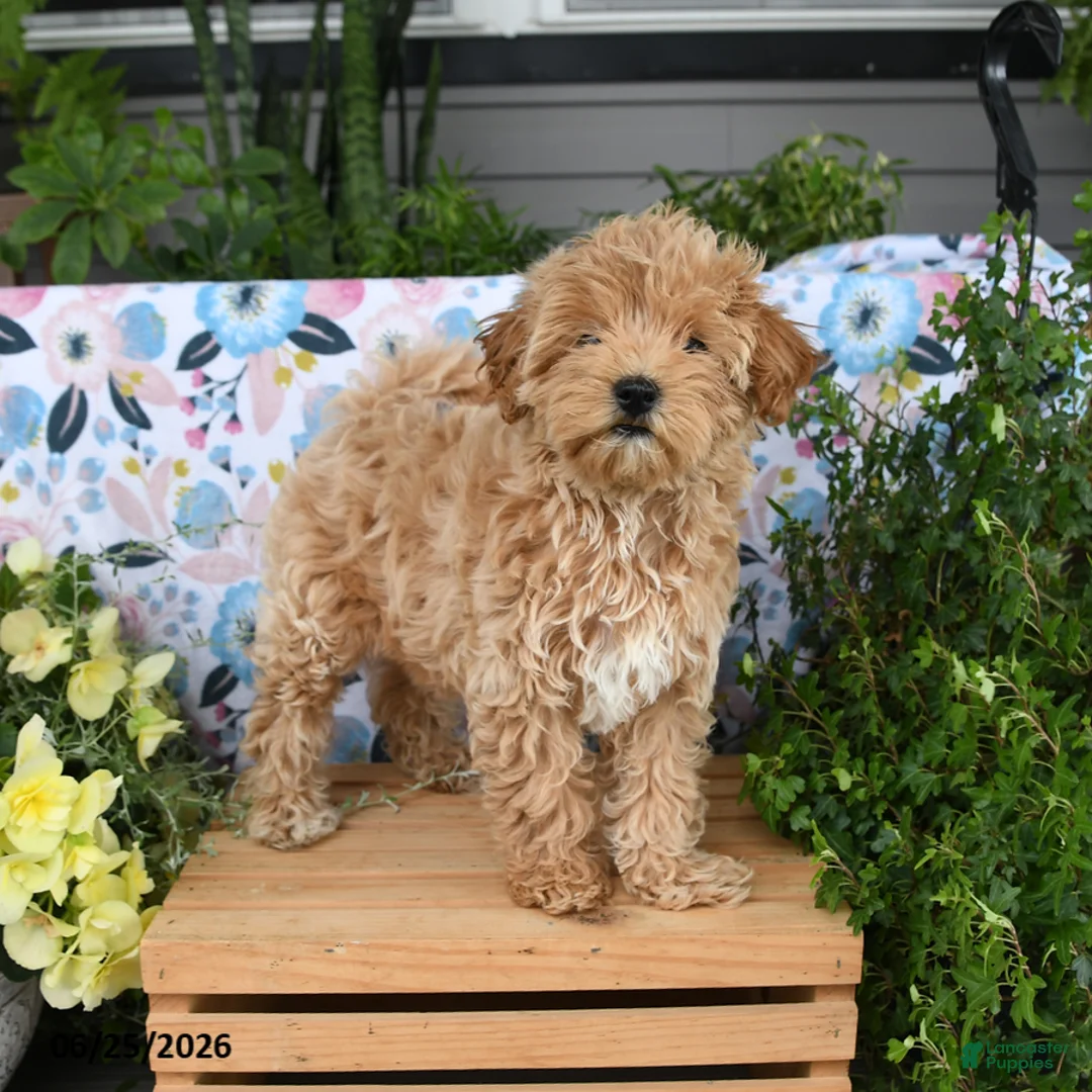 Maltipoo dogs for sale: Janie - Ad 1