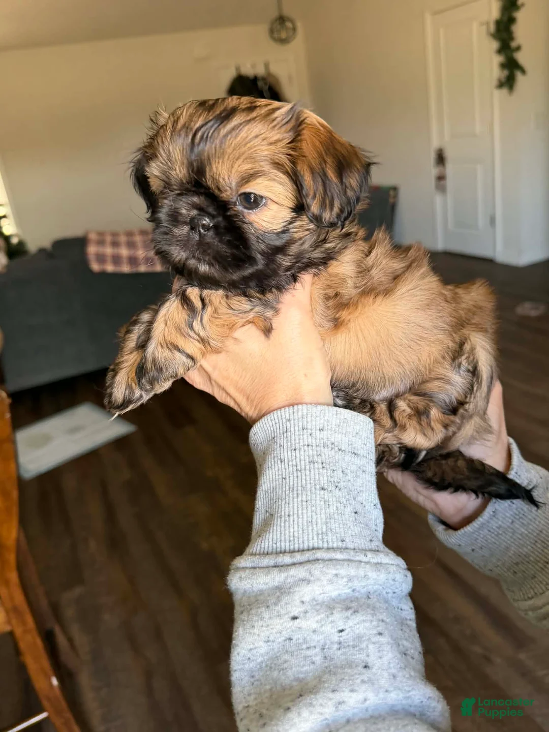 Shih Tzu dogs for sale: Bennie - Ad 1