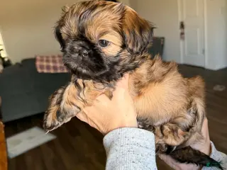 Shih Tzu dogs Bennie - Ad 33