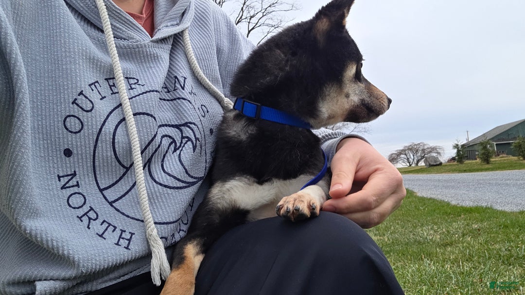 Shiba Inu dogs for sale: Shiba Inu Puppy 1 - Ad 16