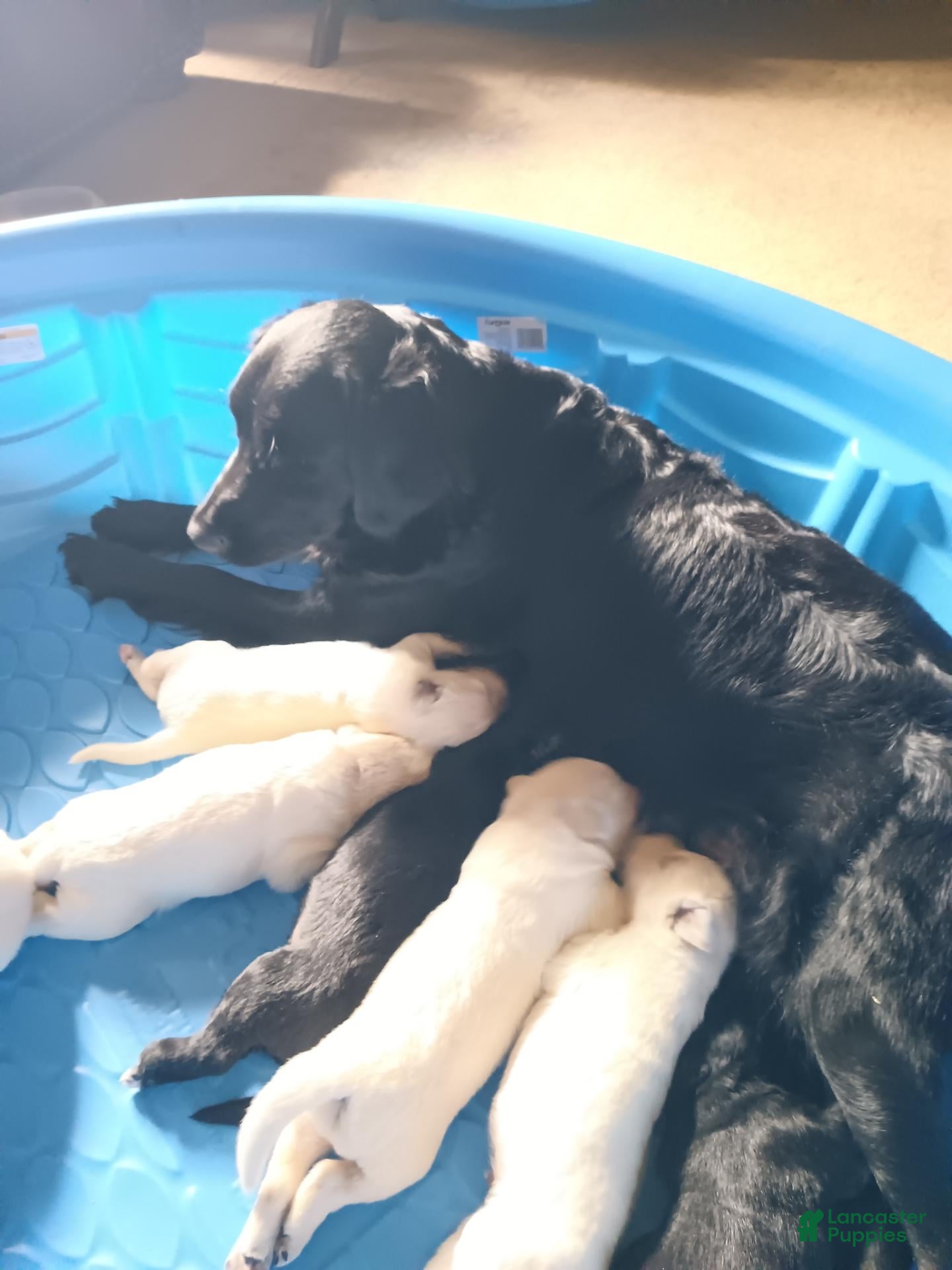 Golden Shepherd dogs Male puppy - Ad 21
