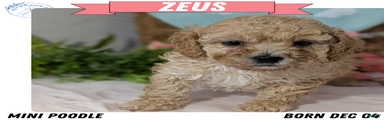 Zeus