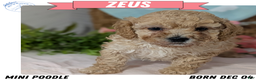 Miniature Poodle dogs for sale: Zeus - Ad 1