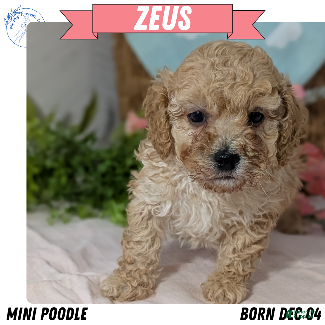 Miniature Poodle dogs for sale: Zeus - Ad 1