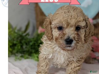 Miniature Poodle dogs Zeus - Ad 3