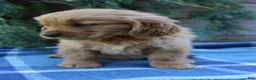 Golden Retriever dogs for sale: Barney  - Ad 5