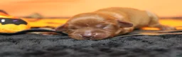 Cavalier King Charles Spaniel dogs for sale: Cherry  - Ad 3