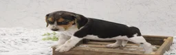 Beagle dogs for sale: Sparkles - Ad 2