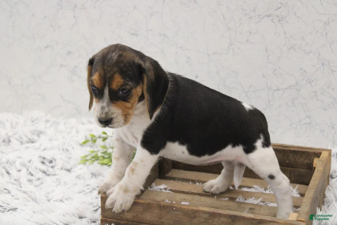 Beagle dogs for sale: Sparkles - Ad 2