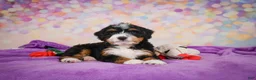 Mini Bernedoodle dogs for sale: Sandy - Ad 5