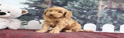 Mini Goldendoodle dogs for sale: Leo - Ad 4