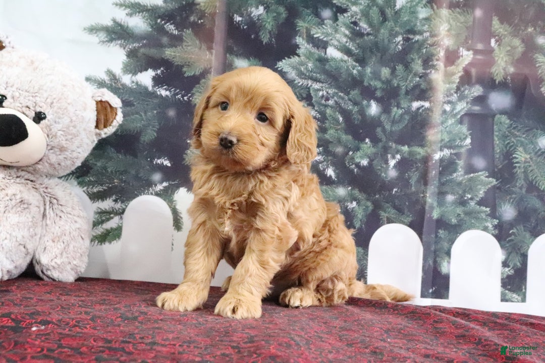 Mini Goldendoodle dogs for sale: Leo - Ad 4