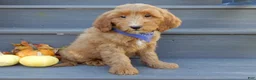 Mini Goldendoodle dogs for sale: Bingo - Ad 5