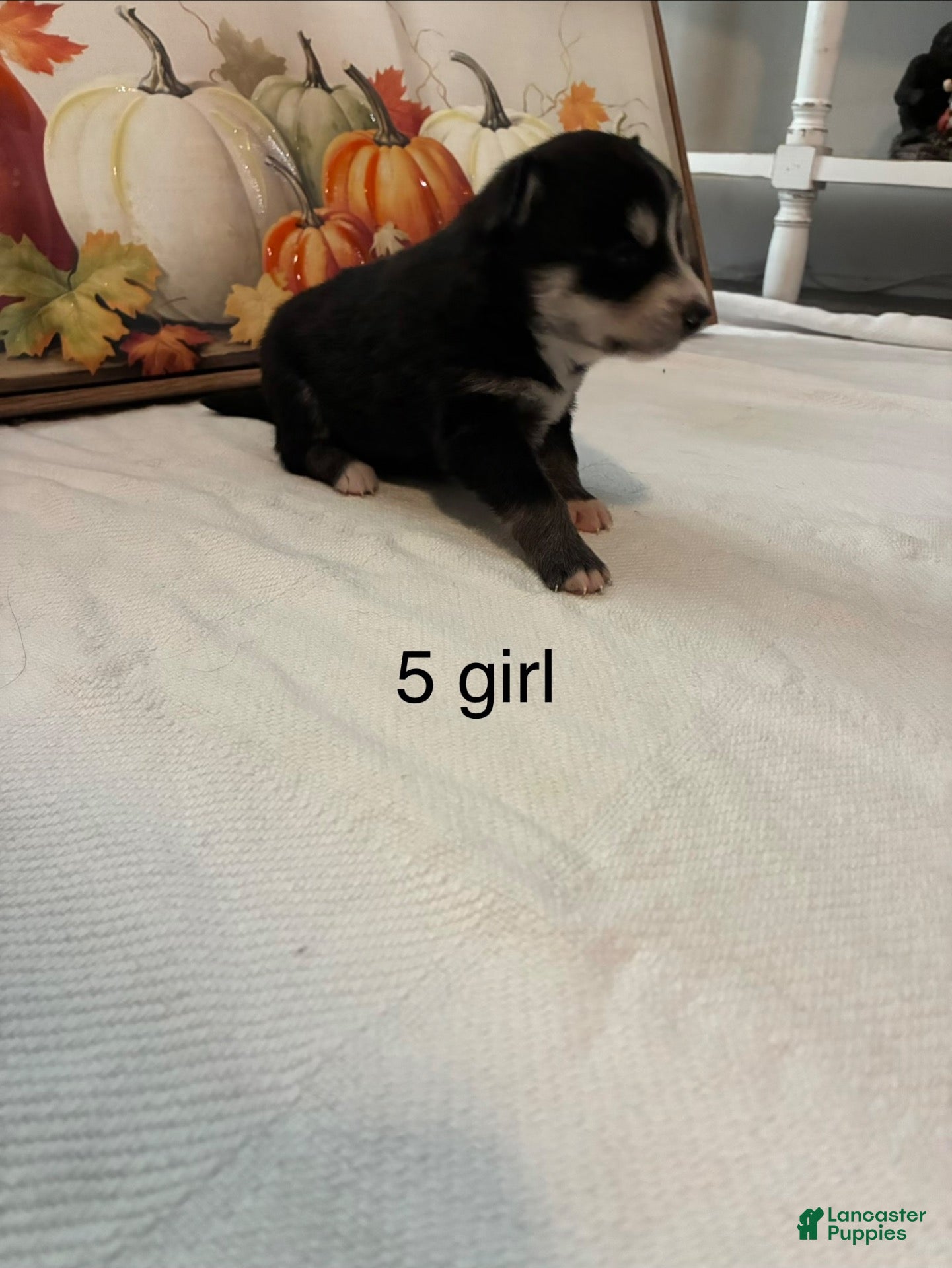 Pomsky dogs Pomsky 4 - Ad 15