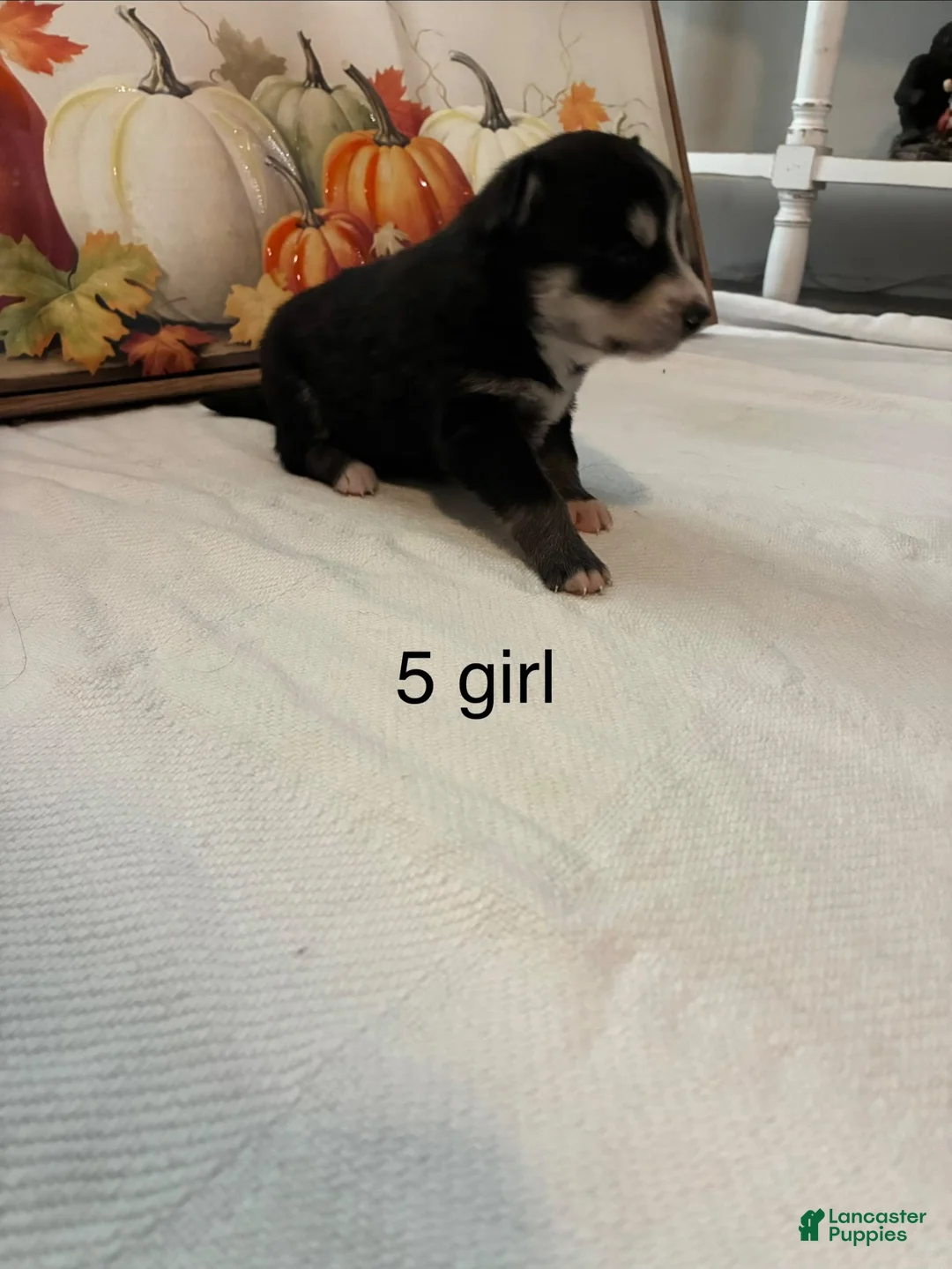 Pomsky dogs for sale: Pomsky 4 - Ad 1