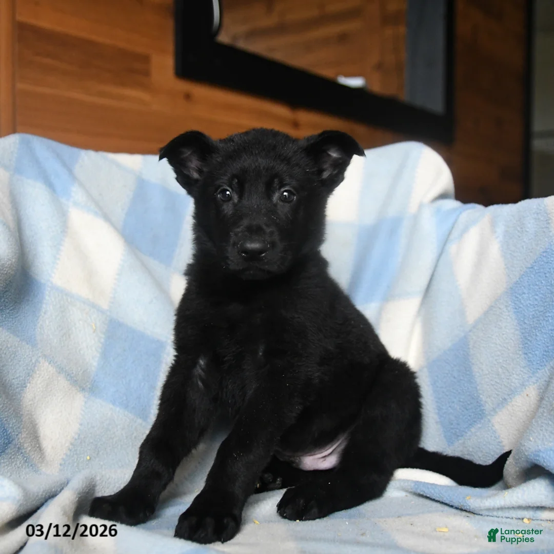 Mixed Breed dogs for sale: Tornado - Ad 1