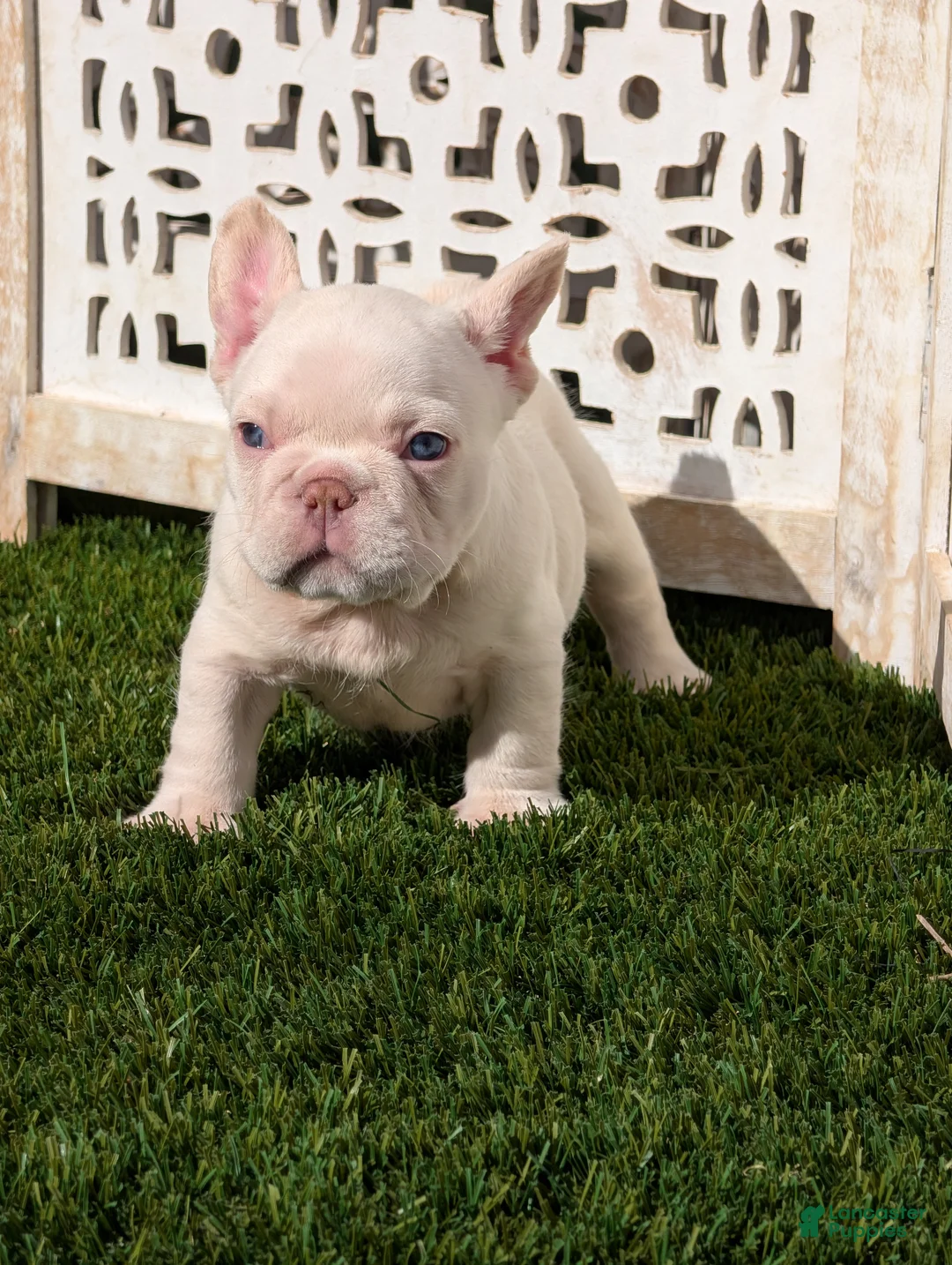 French Bulldog dogs for sale: ALEX - Ad 2