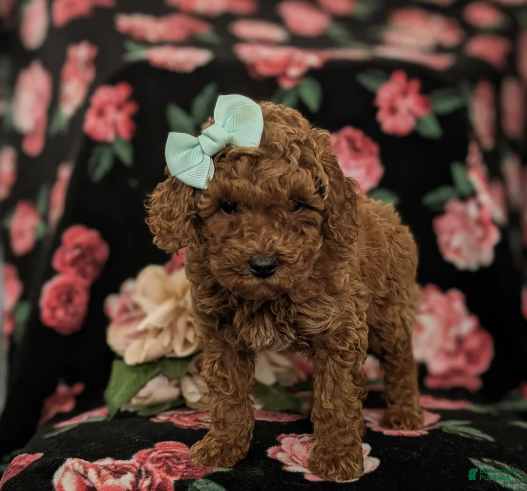 Mini Goldendoodle dogs for sale: Gillian Hypoallergenic - Ad 5
