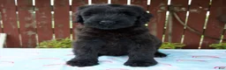 Giant Schnauzer dogs for sale: Layla - Ad 5