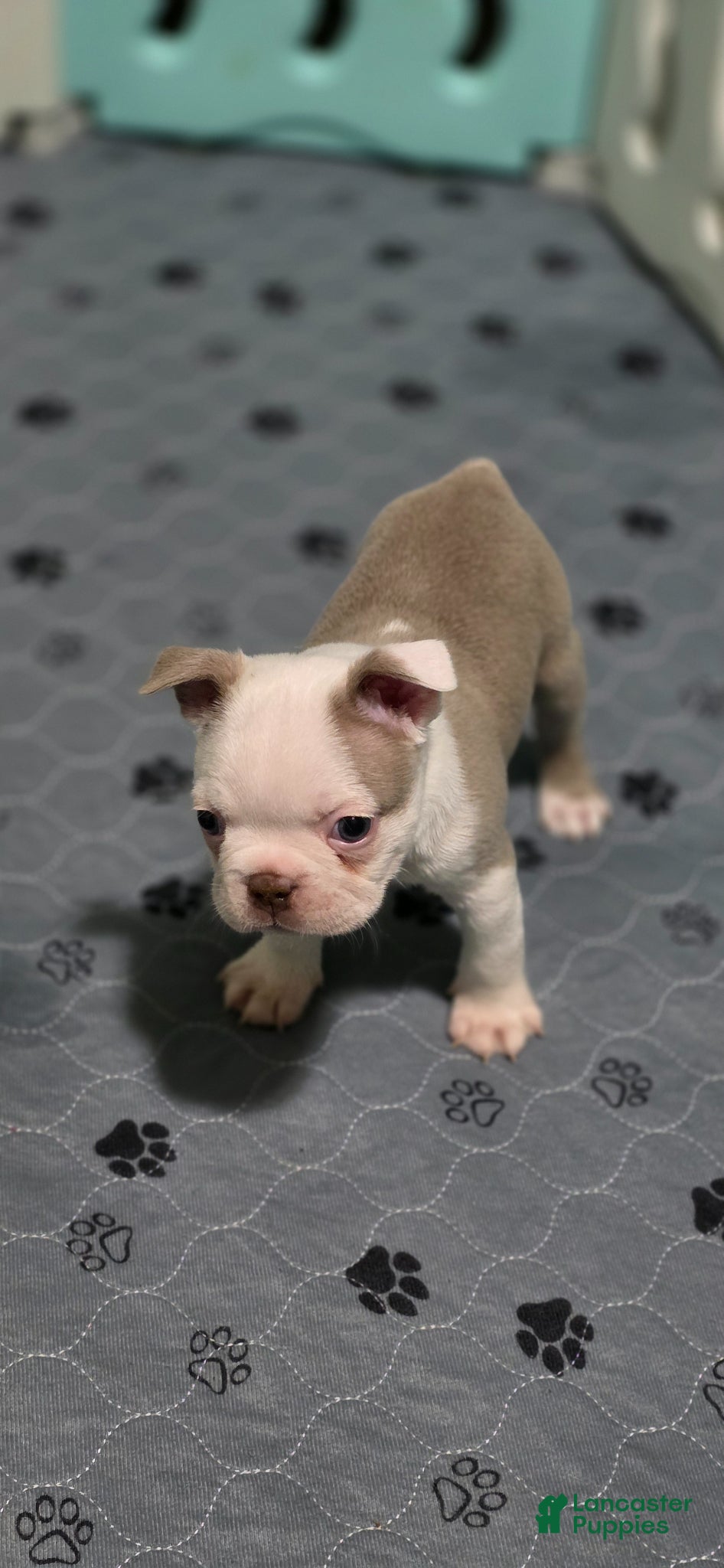 Boston Terrier dogs Pumpkin - Ad 1