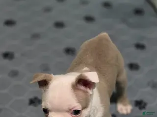 Boston Terrier dogs for sale: Pumpkin - Ad 2