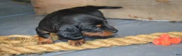 Dachshund dogs for sale: Tucker - Ad 3