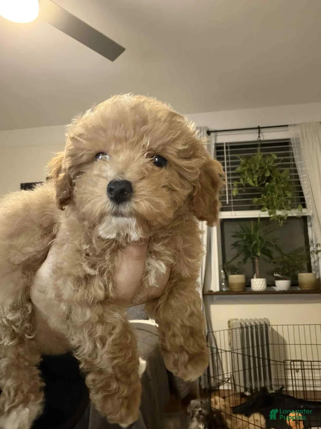 Toy Poodle dogs for sale: Duke - Ad 1