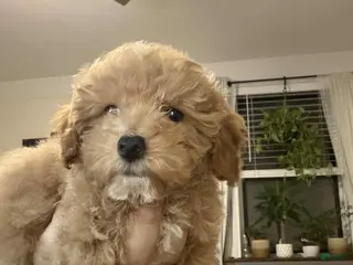 Toy Poodle dogs Duke - Ad 34