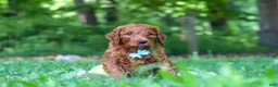 Goldendoodle dogs for sale: Duke - Ad 5