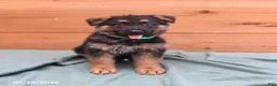 German Shepherd dogs for sale: Gatsby - Ad 5
