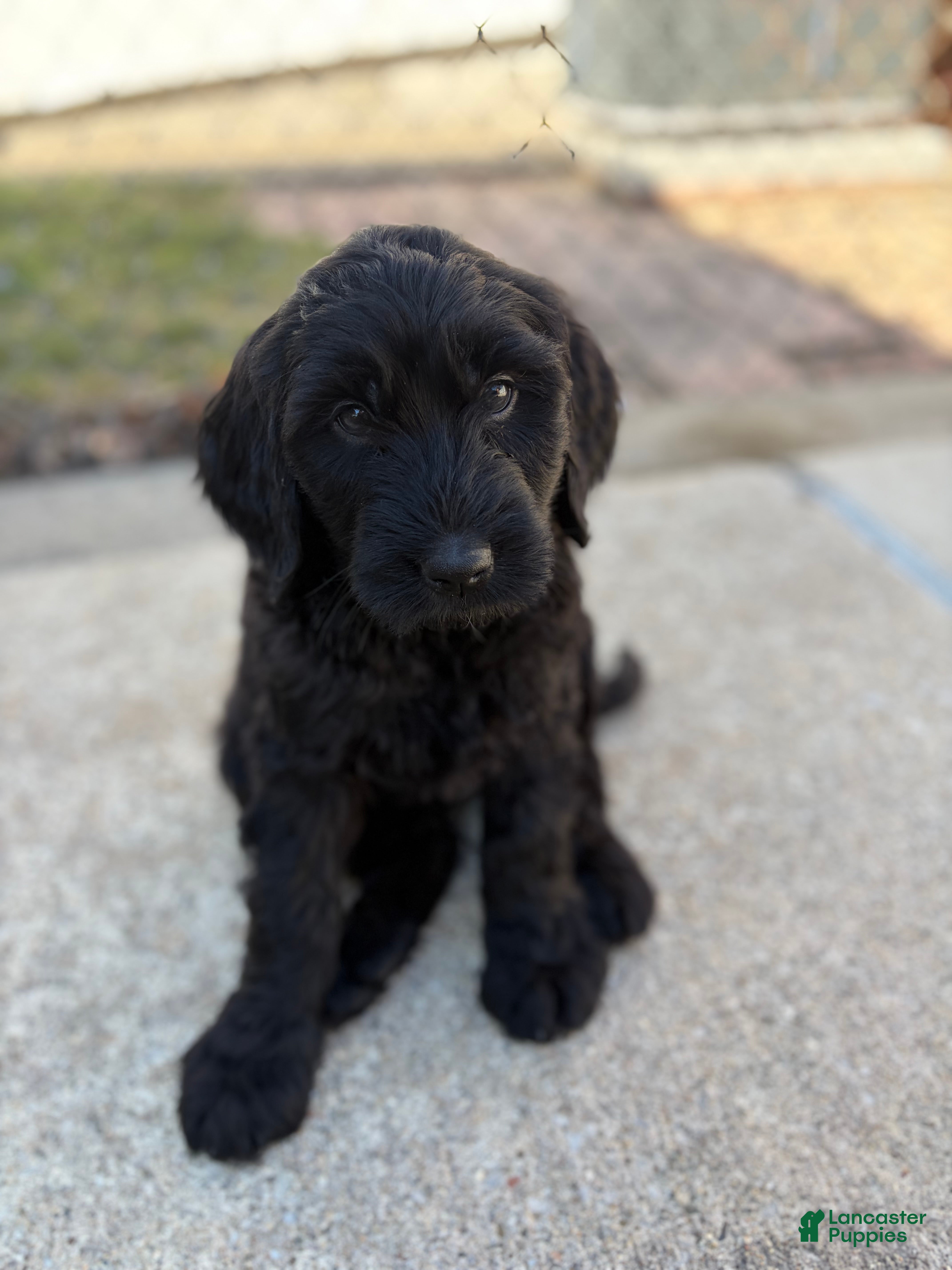 Mixed Breed dogs Coco  - Ad 25