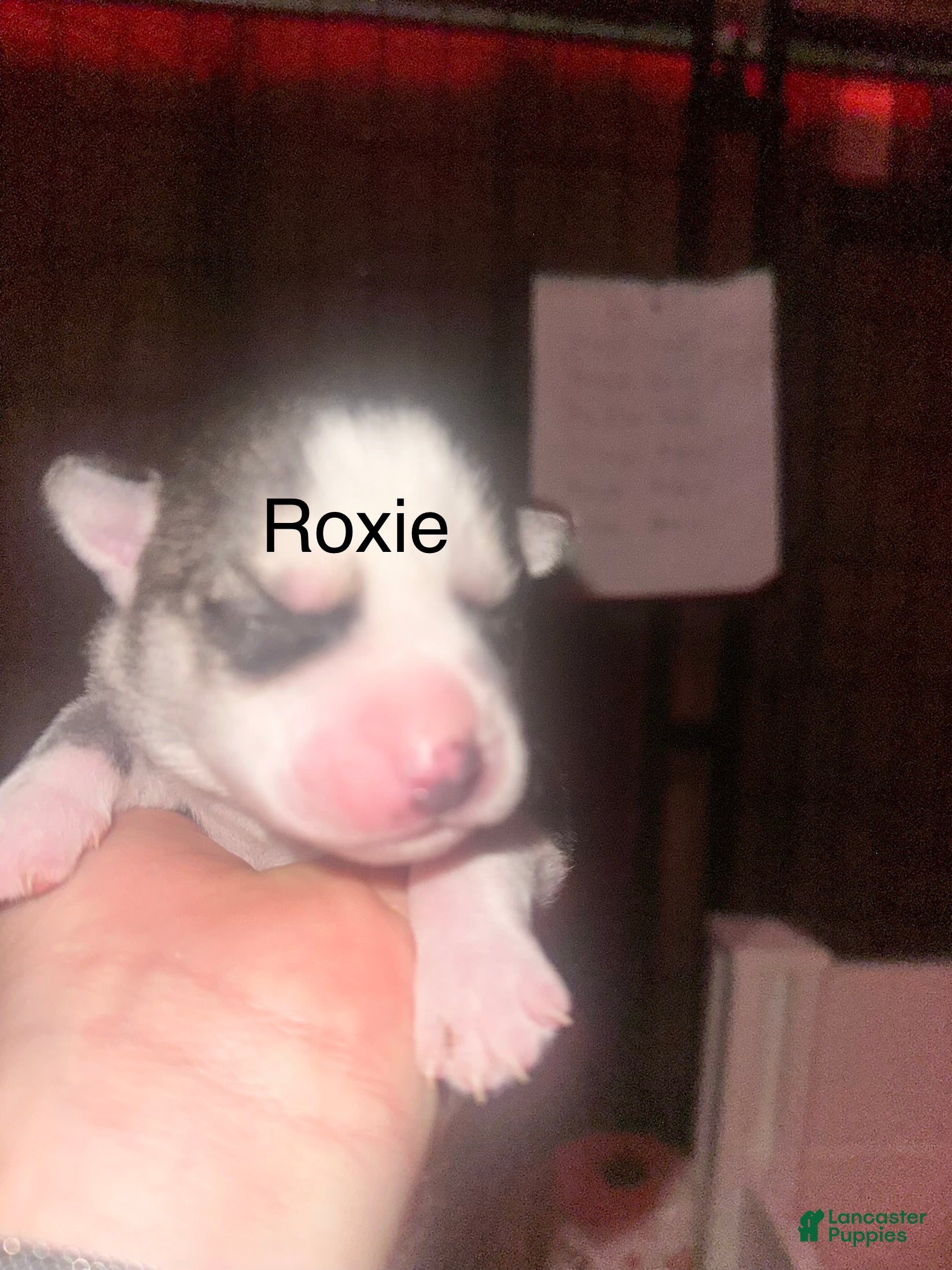 Siberian Husky dogs Roxie Mae - Ad 1