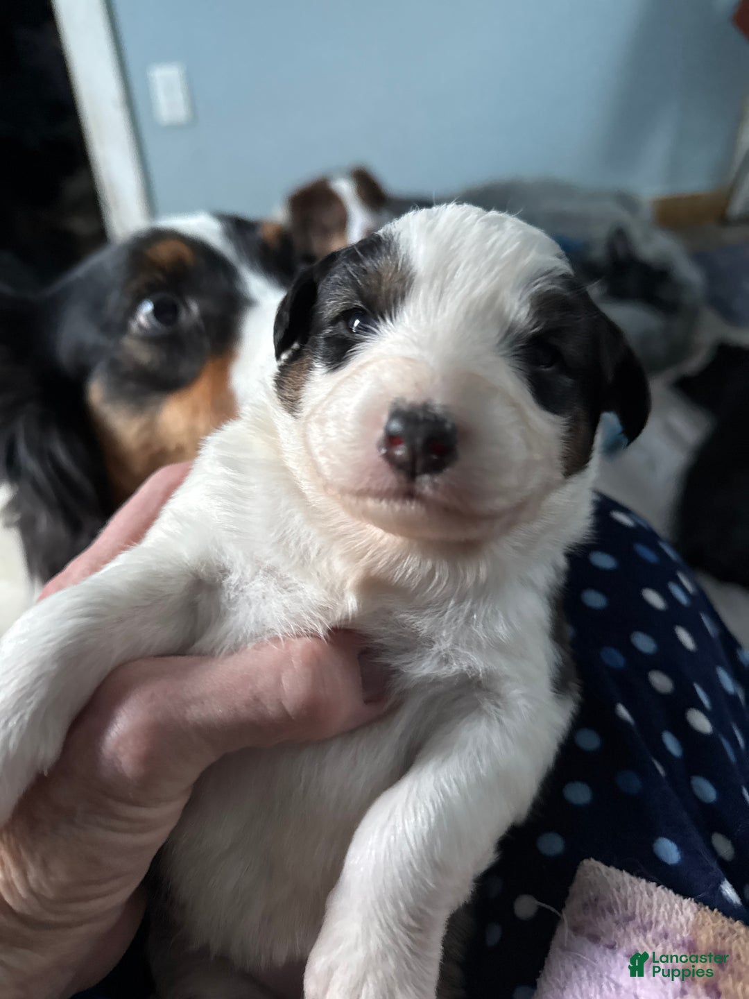 Australian Shepherd dogs for sale: Australian Shepherd Puppy 5 - Ad 1