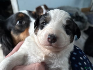 Australian Shepherd dogs Australian Shepherd Puppy 5 - Ad 10