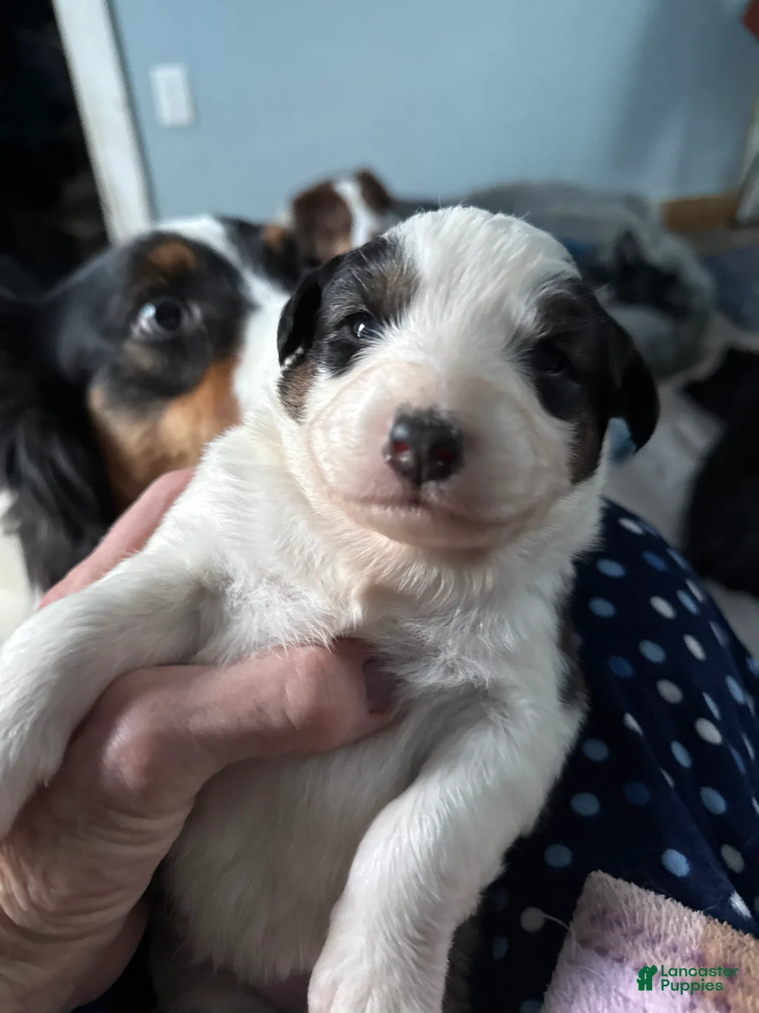 Australian Shepherd dogs for sale: Australian Shepherd Puppy 5 - Ad 3