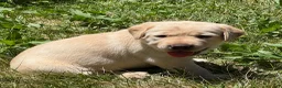 Labrador Retriever dogs for sale: Black Collar Puppy 3 - Ad 2
