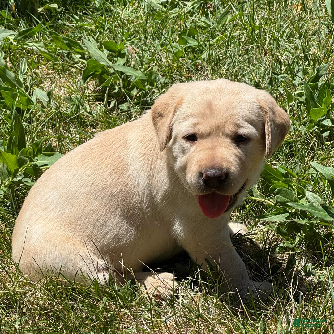 Labrador Retriever dogs for sale: Black Collar Puppy 3 - Ad 2