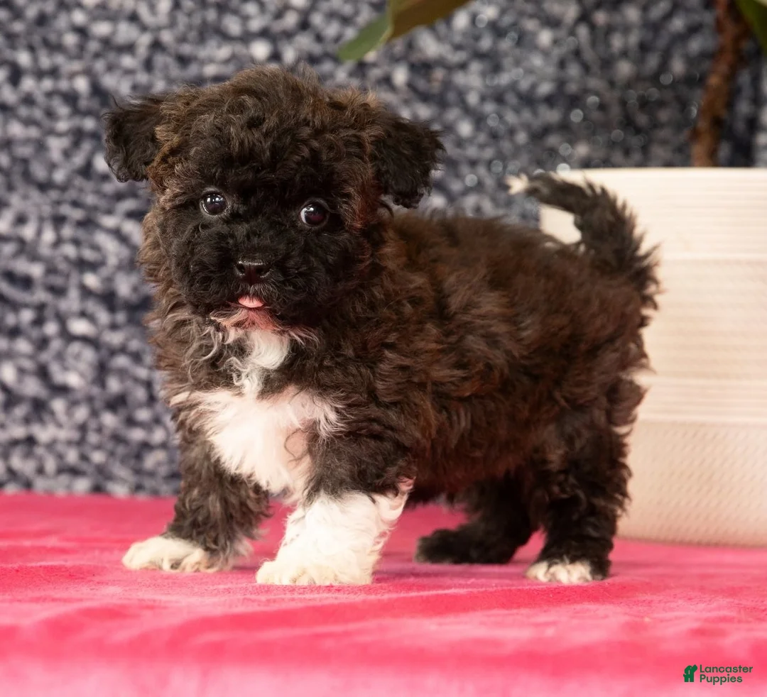 Havapoo dogs for sale: Garrett - Ad 3